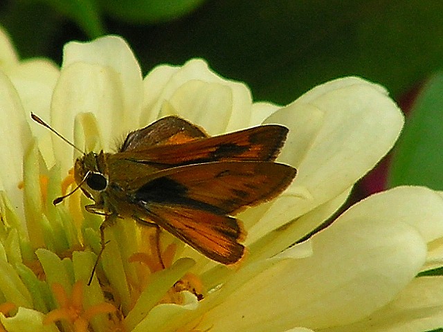 8-7-05 Butterfly on Zinnia.JPG
