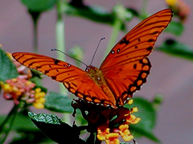 P1011138.JPG