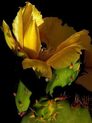 5-2005 Cactus Flower.JPG