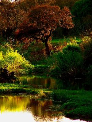 3-2005 Salado Creek Tree.JPG