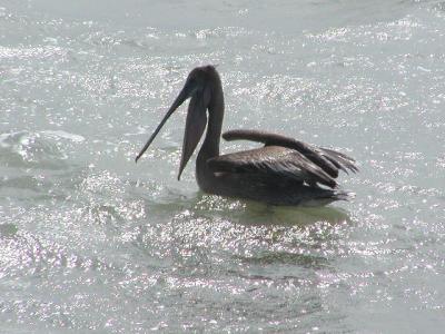 tlf24. Young Brown Pelican and Catfish