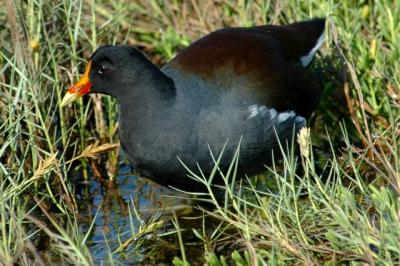 10-6-05 Moor hen