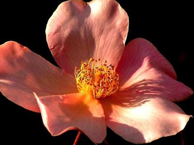 3-2005  Spring Rose.JPG
