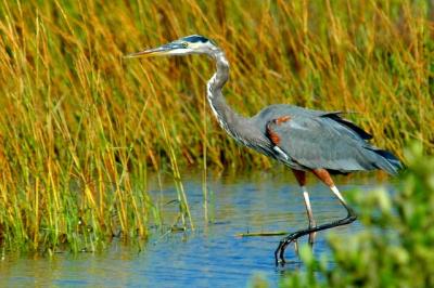 10-6-05 Blue Heron3D70.JPG