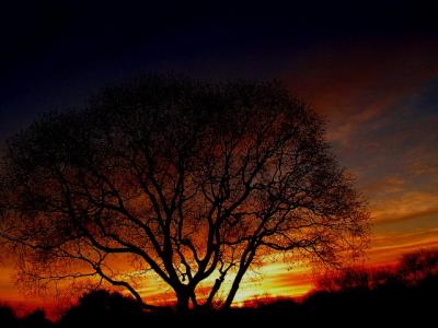 1-21-05 cs tree sunset.JPG
