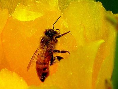 5-2005 Bee  and Pollen.JPG