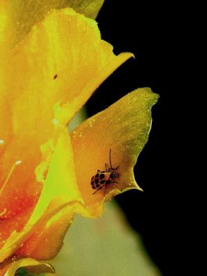 5-2005 Yellow Beetle.JPG