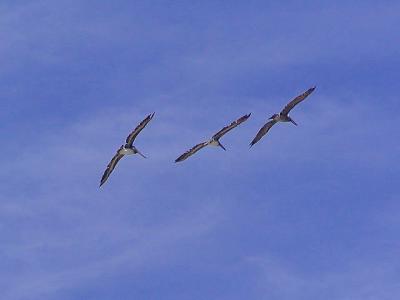 3 pelicans.JPG