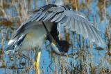 10-6-05 Tri-colored Heron2D70