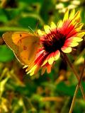 4-26-2005 Butterfly on Firewheel4.JPG