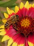 4-28-2005 Bee on Firewheel.JPG