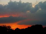 Birds at Dusk 11-04