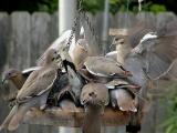 White-winged Dove feeding frenzy 3.JPG