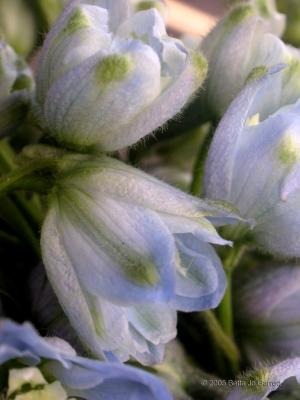 v3/23/608623/3/51402267.delphinium1_C.jpg