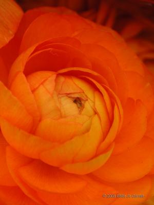 v3/23/608623/3/51613323.ranunculus3_C.jpg