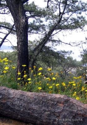 Torrey Pines flowers