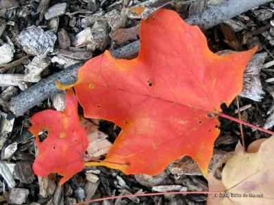 Maple leaf, Newton, Massachusetts