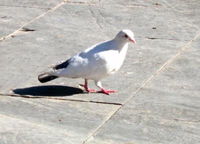 As a Brooklyn boy, Richard couldn't resist photographing this pigeon, near the cathedral (La Seu) in Palma.
