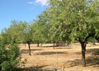 An almond grove between Palma and Sóller. We saw lots of almond, citrus and olive groves on the island of Mallorca.