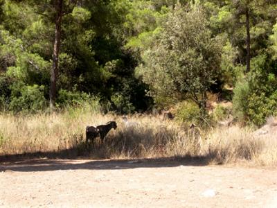 Wild goats between Valldemossa and Banyalbufar on the north coast of Mallorca.