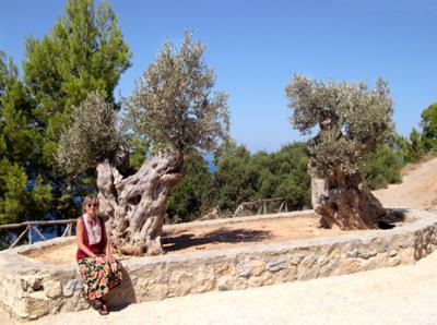 Judy next to olive trees between Banyalbufar and Estellencs on the north coast of Mallorca.