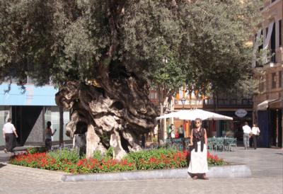 Judy standing next to an olive tree that is over 1000 years old - on Plaa Cort in Palma