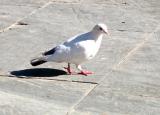 As a Brooklyn boy, Richard couldnt resist photographing this pigeon, near the cathedral (La Seu) in Palma.