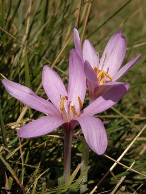 fiore1