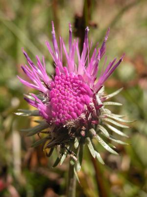 fiore2