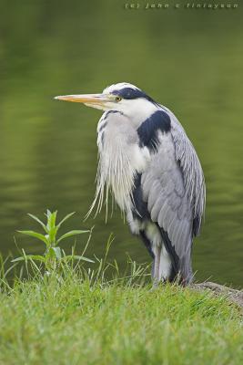 #163 Grey Heron