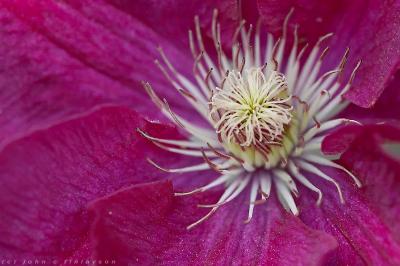 #174 Clematis