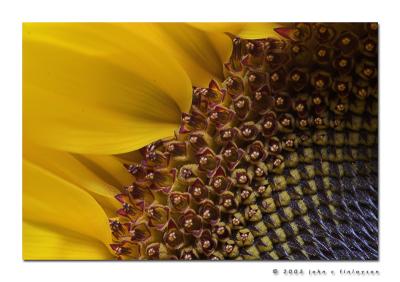 #214 Sunflower Detail