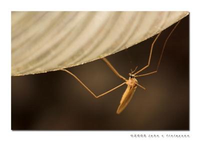 #229 Mosquito