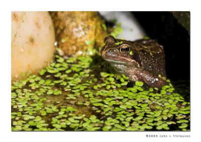#247 Froggy