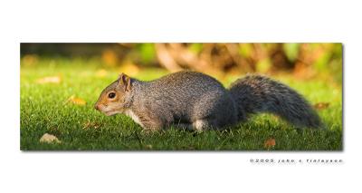 #263 Garden Squirrel
