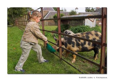 #267 Feeding the Pigs