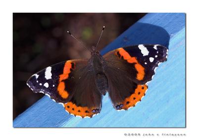 #268 Red Admiral