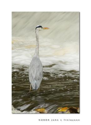 #296 Grey Heron