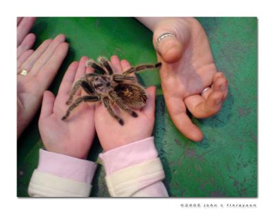 #297 A Tarantula in the Hand ...
