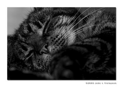 #307 Tired Cat