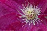 #174 Clematis