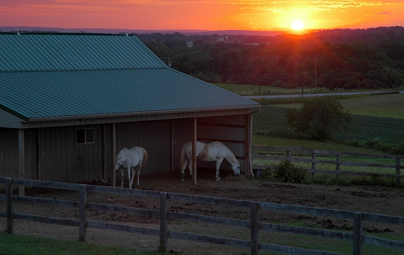 sunset with horses