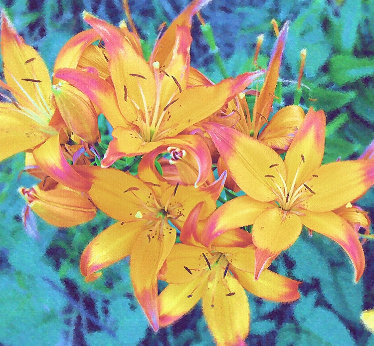 lilies