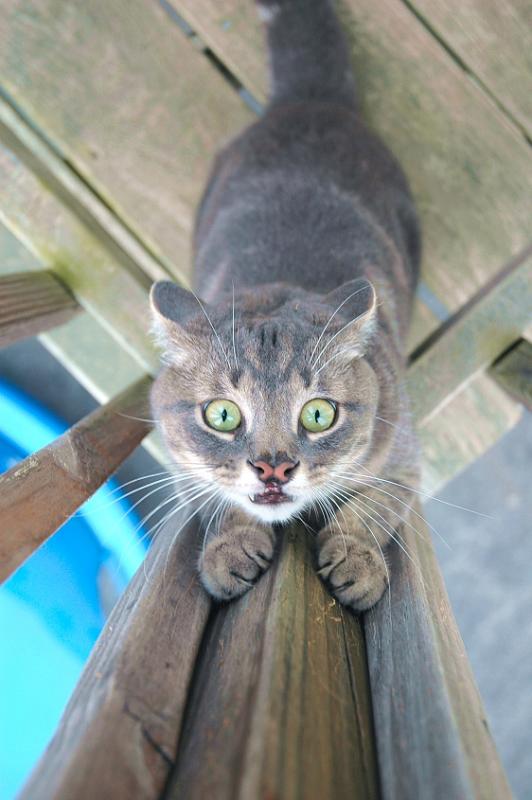 m gonna getcha!