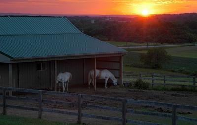 sunset with horses
