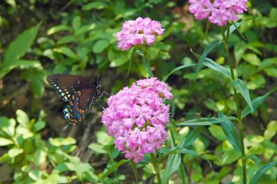 female black swallowtail