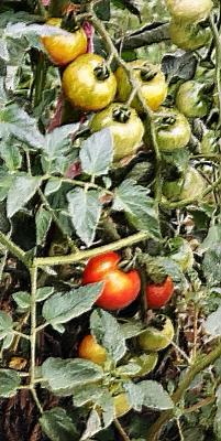 v3/24/25224/3/47737646.gardentomatoesonvine_0501rsart.jpg