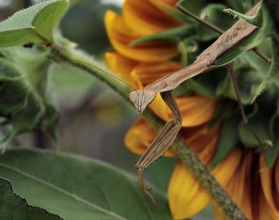 praying mantis