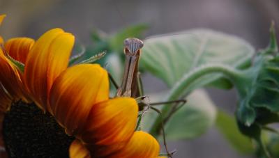 praying mantis