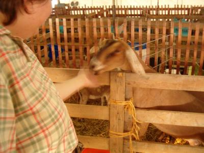 A Goat at Kane County Fair.JPG